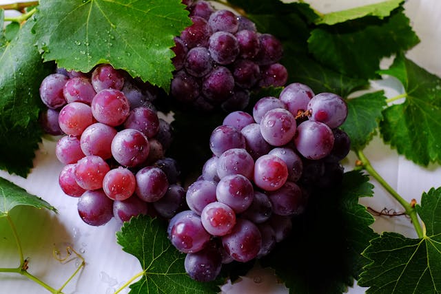 Trauben & Resveratrol: Süßer Genuss mit Polyphenolen